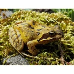 ESSCHERT DESIGN Paddenhuis - Kikkerpot In Keramiek -Esschert Design kikkerpot groen 1549878001 1 600